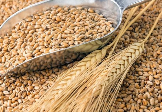 ¿Por qué no debe aprobarse el trigo transgénico?