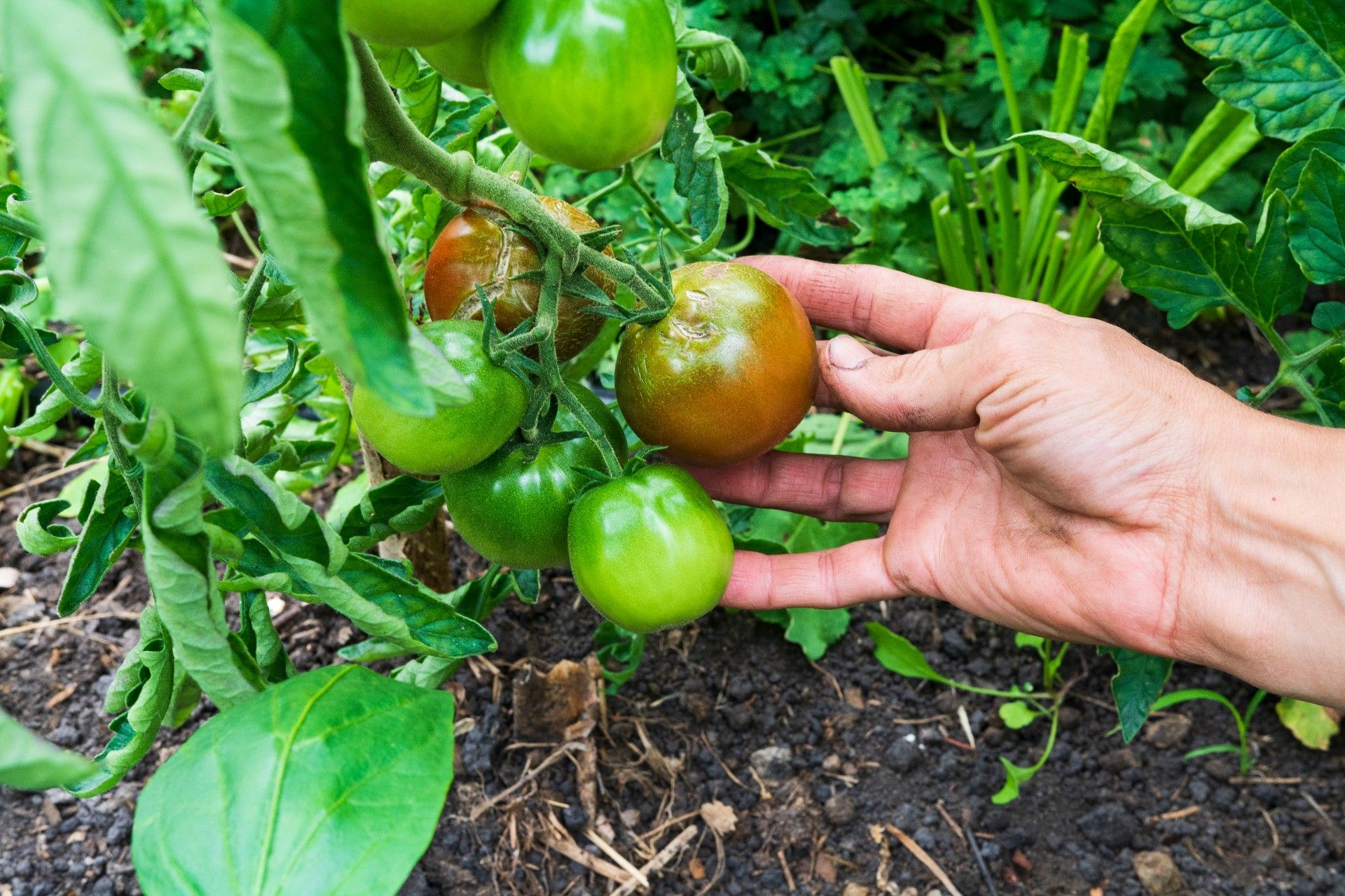 Producción de tomate agroecológico bajo cubierta en la Cordillera chubutense.