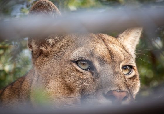 El puma, o la historia del país y el continente