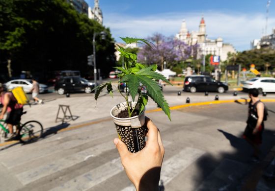 ¿Qué pasa con el cannabis en el gobierno libertario?