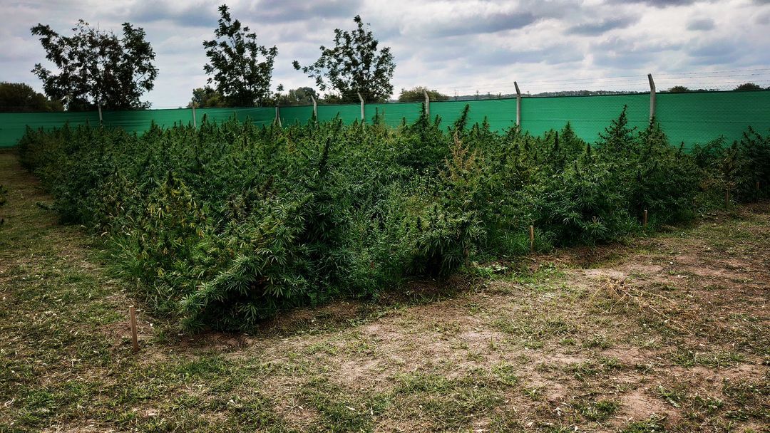 Plantación de cáñamo industrial. (Crédito: PureHemp)