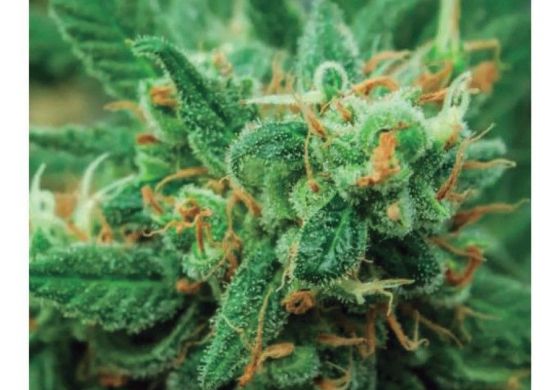 La edición impresa de abril 2025 de Cítrica, centrada en el cannabis en la Era Milei.