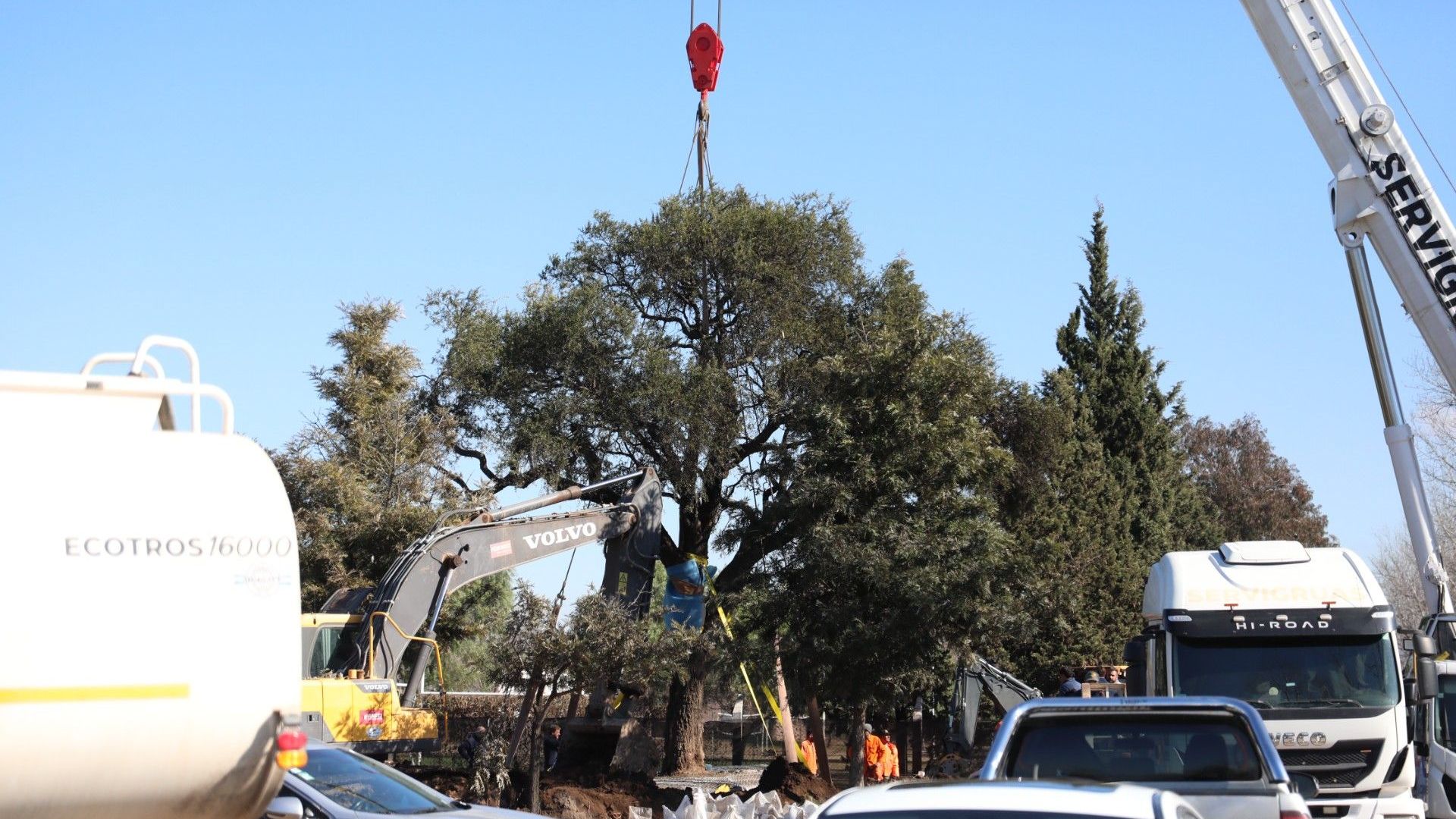 El árbol y el show