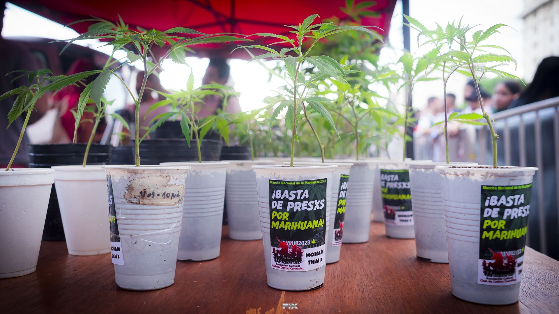 Cannabis: aceptar la realidad y regular el uso adulto 